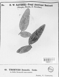 Uromyces desmodii image